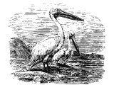 Pelican (Pelecanus onocrotalus), Heb. QATh Lev.11.18, Deut.14.17, Ps.102.6, Is.34.11, Zeph.2.14